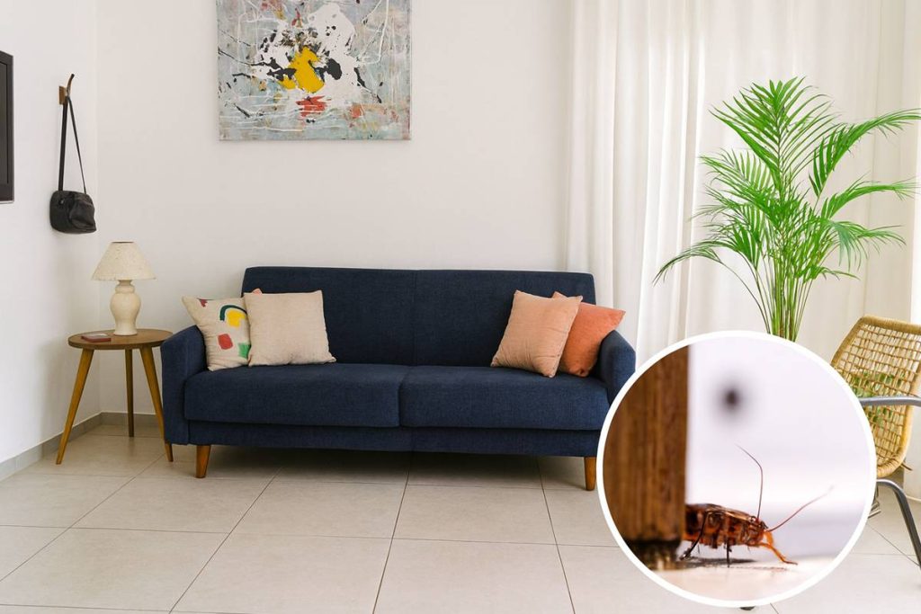 plantas na sua casa e veja como as baratas