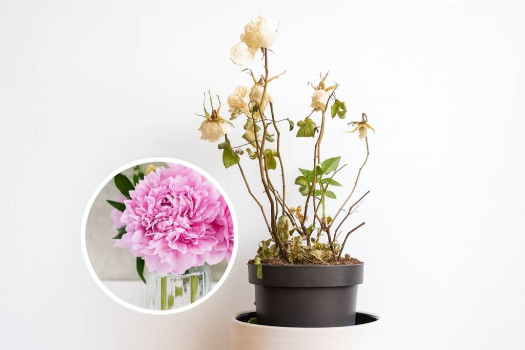 Como recuperar plantas murchas sem gastar dinheiro