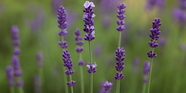 Essas 4 plantas ajudam a afastar escorpiões