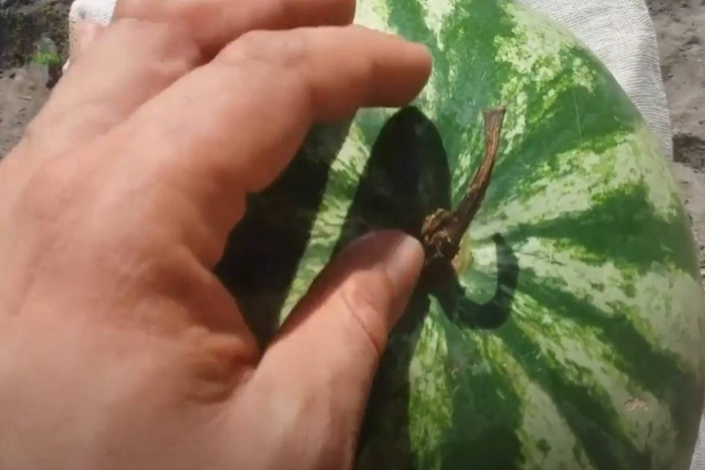 Nunca mais compre melancia mais doce