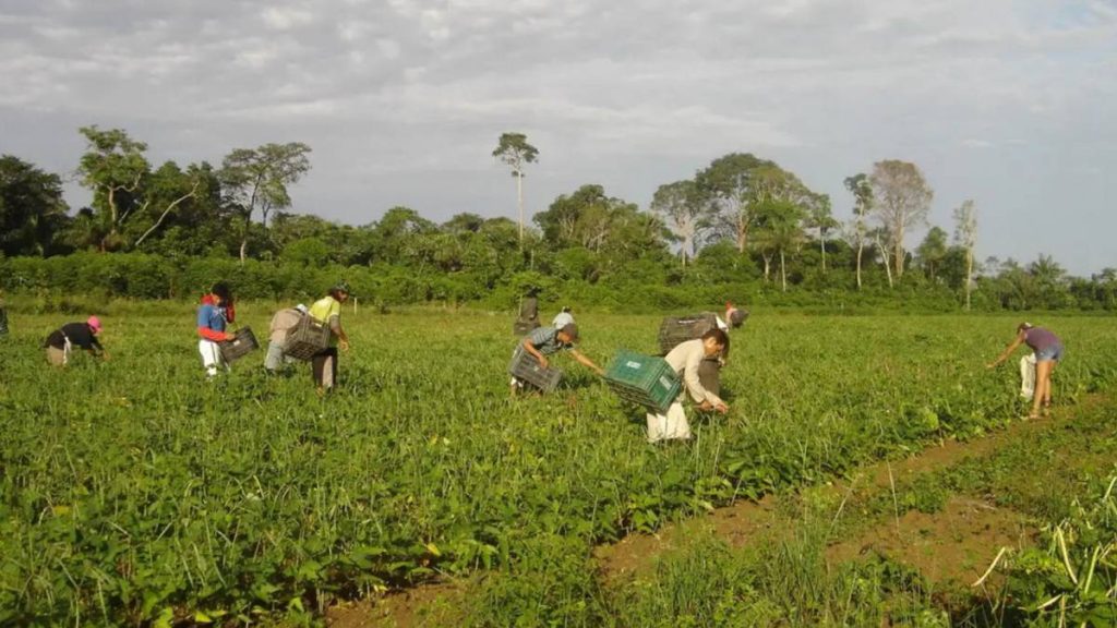 Programa AgroAmigo oferece R$ 1 bilhão