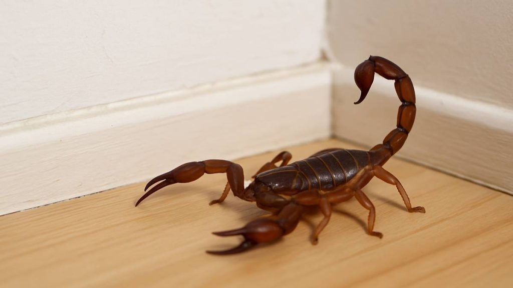 Essas 4 plantas ajudam a afastar escorpiões