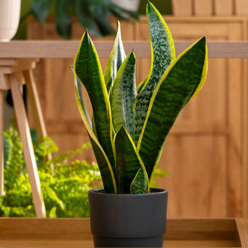 Espada-de-São-Jorge