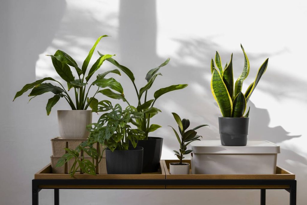 4 plantas na sua casa e veja como as baratas