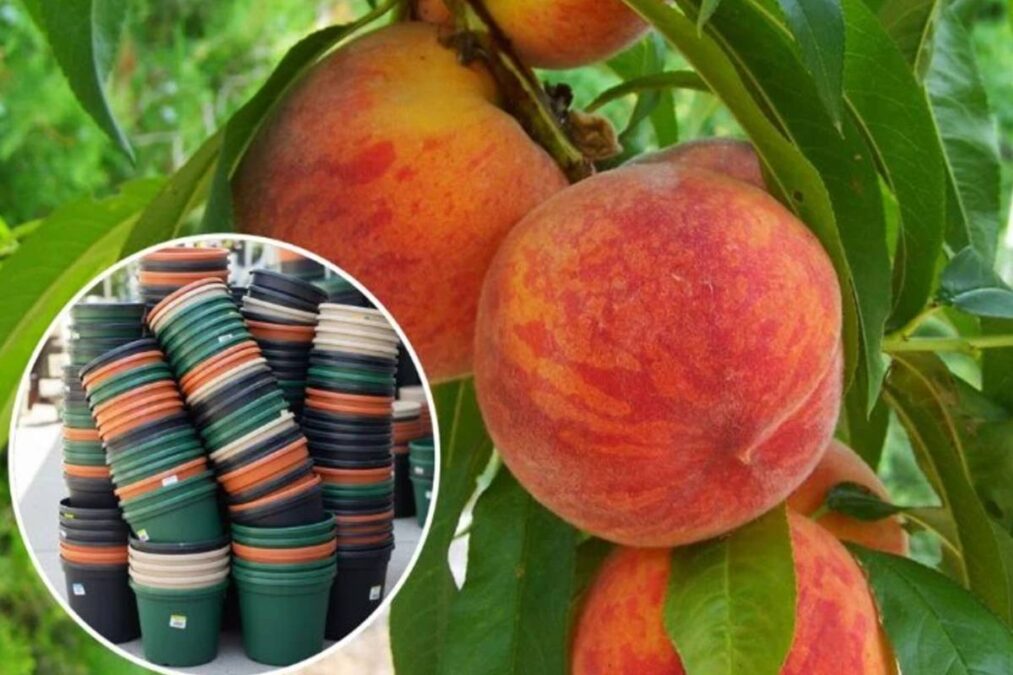 3 árvores frutíferas que crescem bem em vasos de plástico