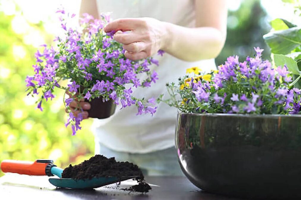 3 plantas aromáticas para usar como ambientador em casa