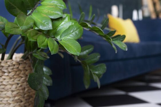 Plantas resistentes que ficam verdes e bonitas o ano todo