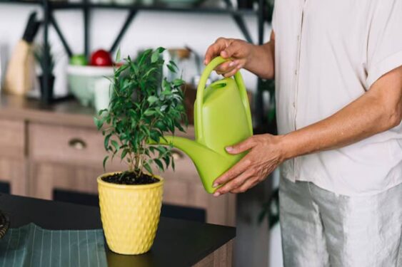 Erros que matam as plantas