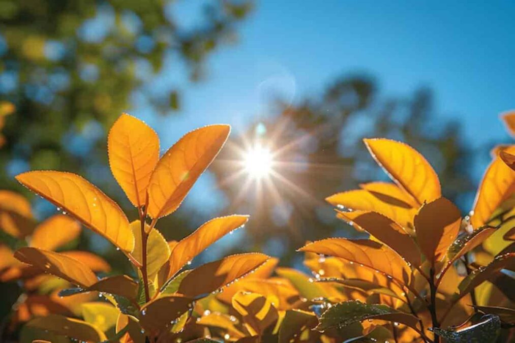 Conheça os erros mais comuns que matam suas plantas durante o verão