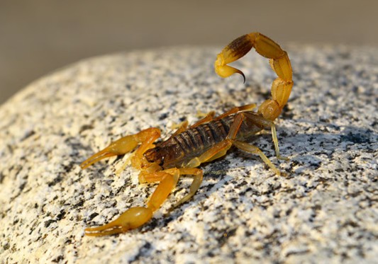 6 plantas perfeitas que expulsam os escorpiões amarelos da sua casa ou quintal