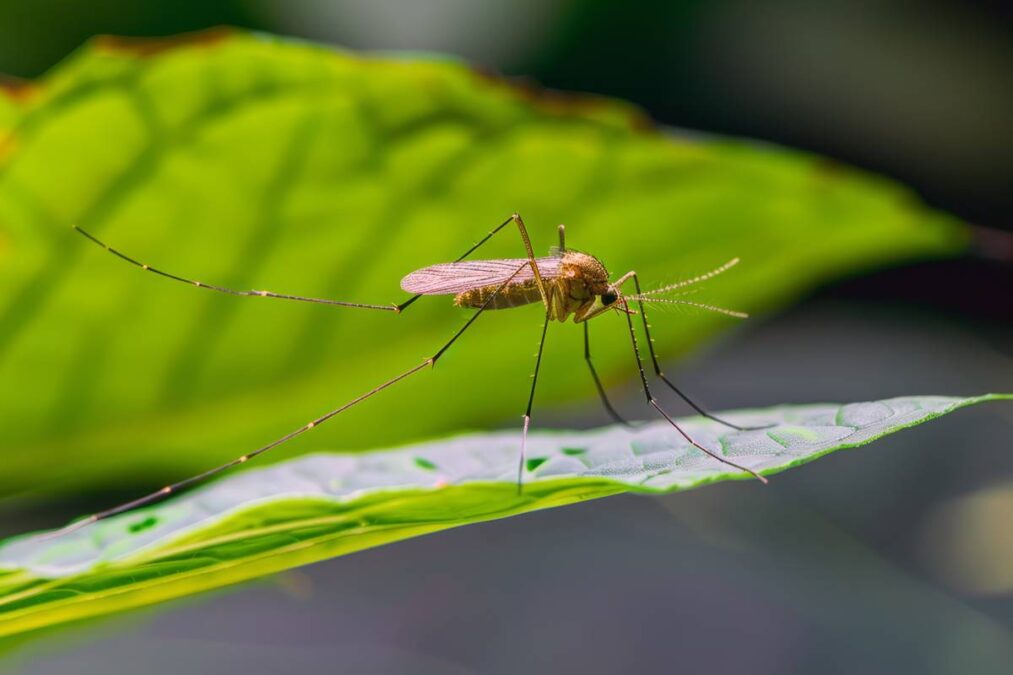Deixe longe da sua casa: essa é a planta que virou um ímã mosquitos