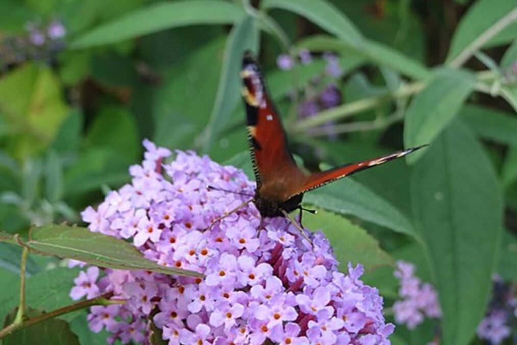 A planta fácil de cuidar que enche o jardim de cor e atrai borboletas d