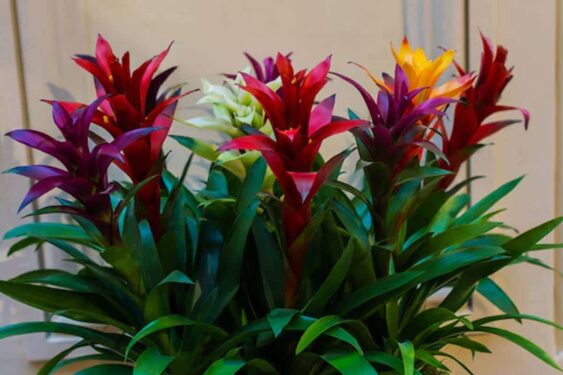 Conheça a planta que precisa de pouca luz e perfeita para ter em casa