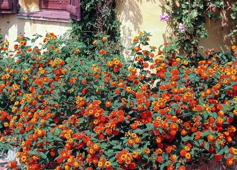 A planta que floresce o ano todo: é pouco conhecida