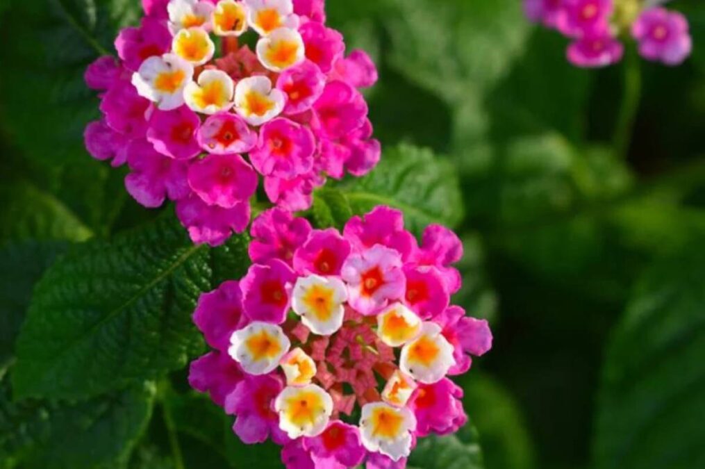 A planta que floresce o ano todo: é pouco conhecida