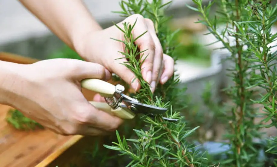 Alecrim, tomilho e lavanda crescem mais fortes se você adicionar um elemento ao solo