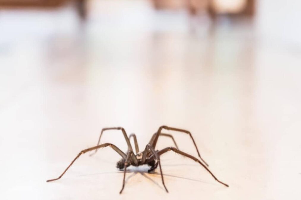 Veja o que realmente funciona para afastar as aranhas