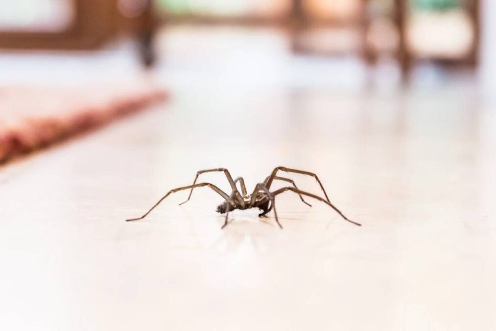 Aviso importante: nunca mais esmague aranhas em casa