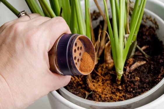 Saiba qual é a especiaria que fortalece suas plantas