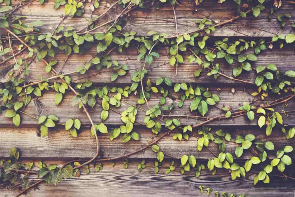 5 plantas trepadeiras para quem tem pouco espaço na varanda