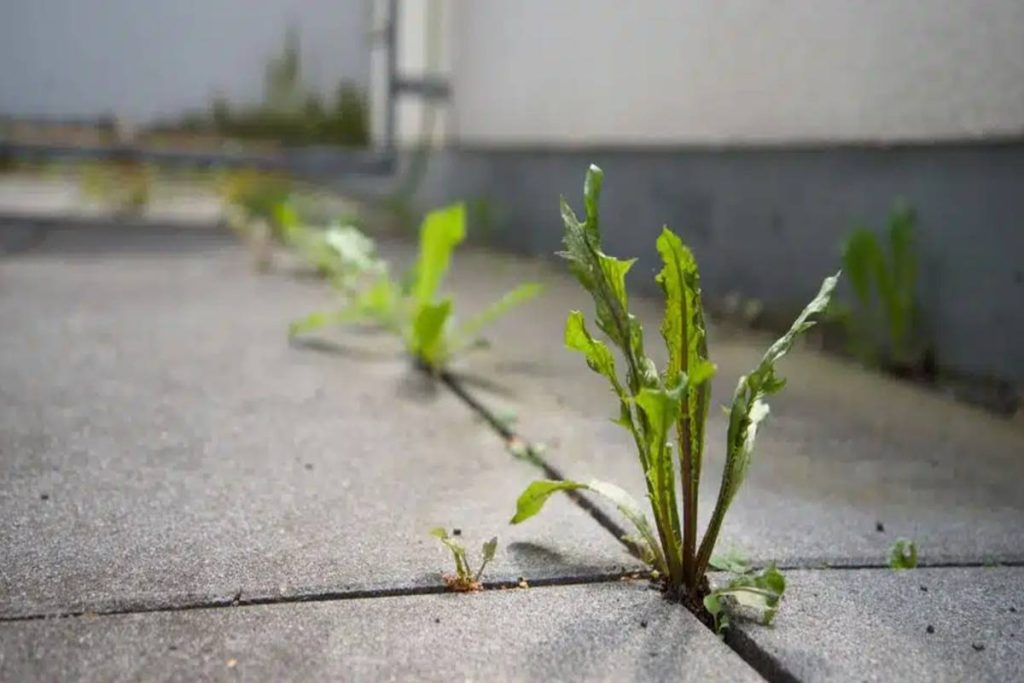 Ervas Daninhas Nunca Mais: este herbicida caseiro dá fim ao mato da sua casa para sempre
