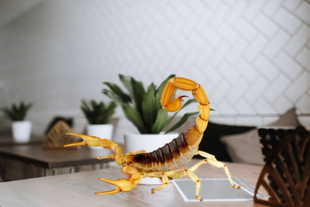Essas 5 plantas chamam escorpiões amarelos para dentro da sua casa