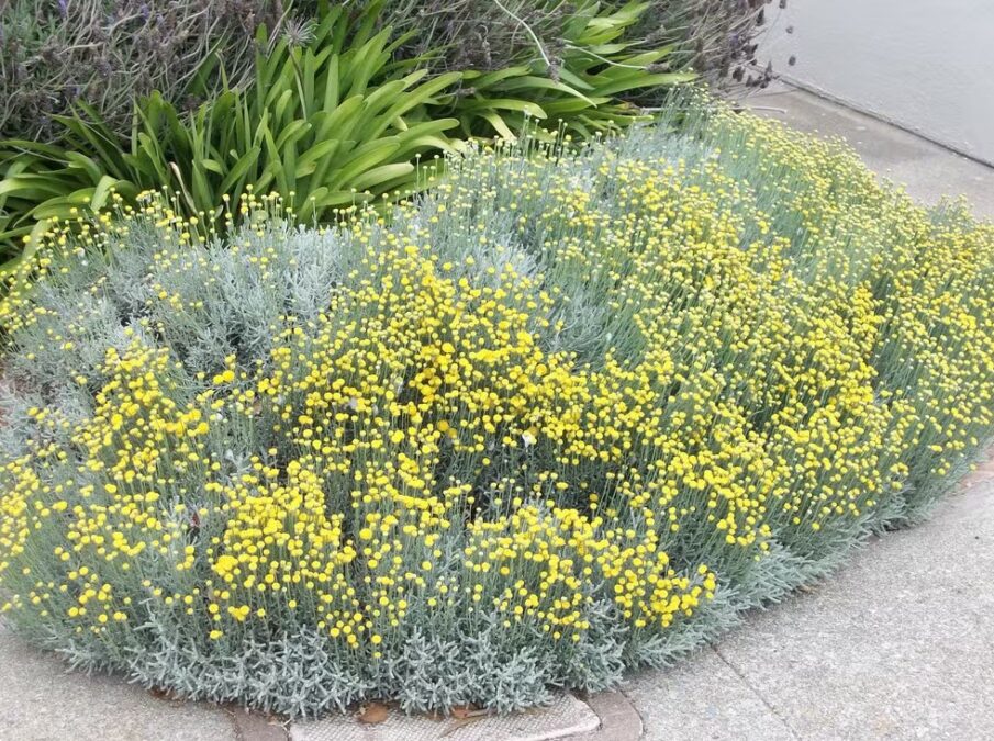 Esse é o arbusto que sobrevive até à seca e protege sua casa de mosquitos