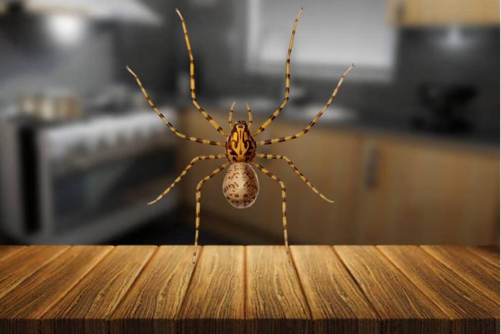 Eletrodomésticos que atraem aranhas