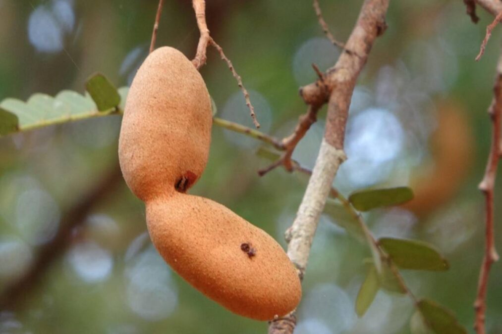Esta é a fruta que quase não é consumida no Brasil e que ajuda a cuidar da pressão arterial