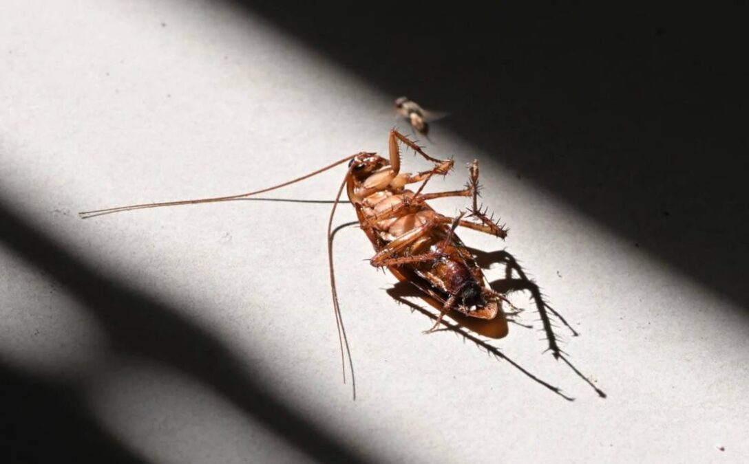 Está na sua cozinha e mata baratas em minutos o tempero mais eficaz e comprovado