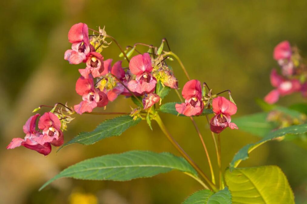 Esta planta proibida em toda a Europa