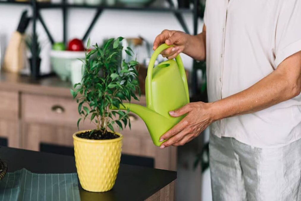 Erro ao regar suas plantas