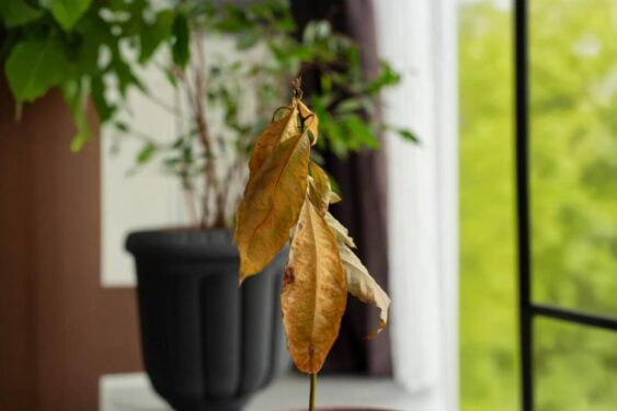 Folhas estão secando e ficando marrons