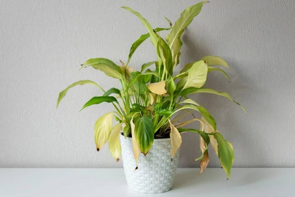 Esse é líquido caseiro plantas secas