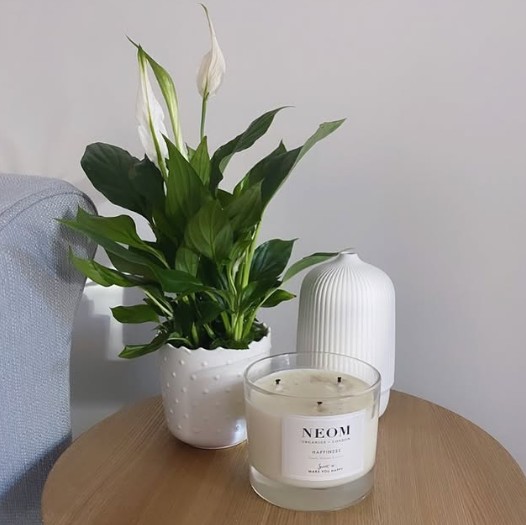 Lírio da Paz Spathiphyllum