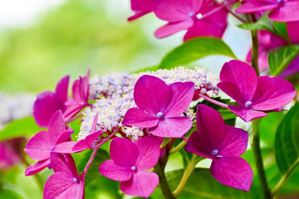 Eles usam isso no Japão o tempo todo: o segredo que mantém as plantas floridas e que deveríamos usar no Brasil