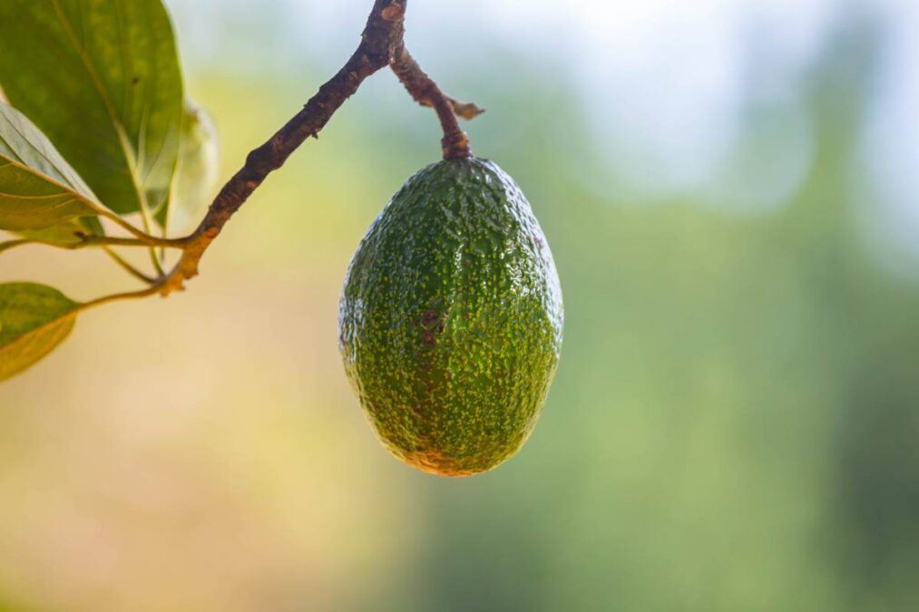 Por que tanta gente está misturando casca de abacate com vinagre nas plantas