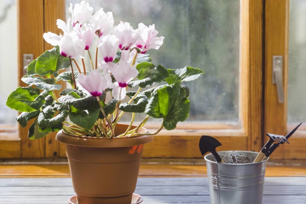 Nem arrisque: esta planta atrai azar, segundo o Feng Shui