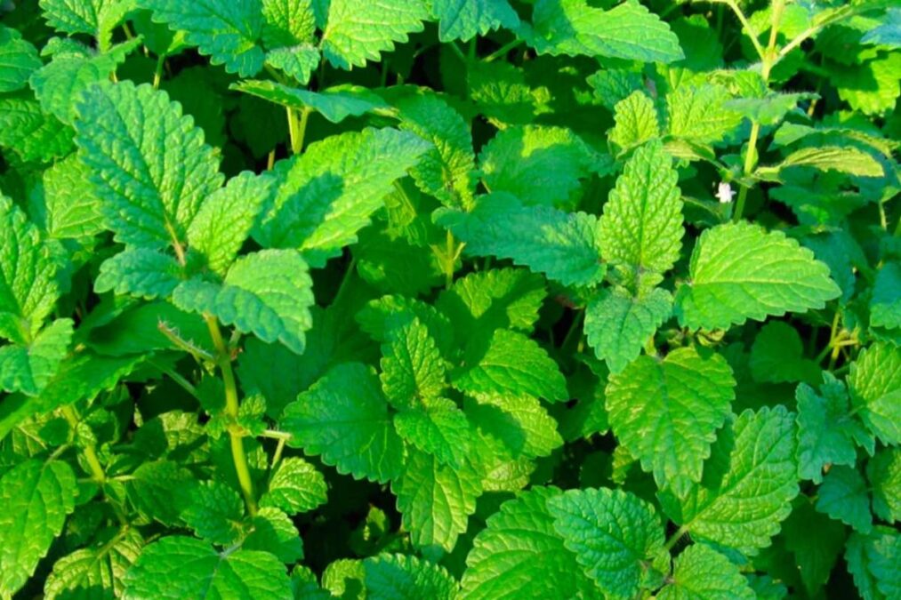 Nem hortelã nem alecrim: a planta que cuida do fígado e previne a cirrose hepática