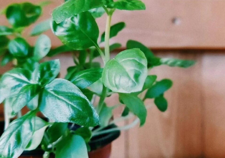 Nem louro nem alecrim: A planta usada na cozinha que também atrai abundância e quase ninguém usa