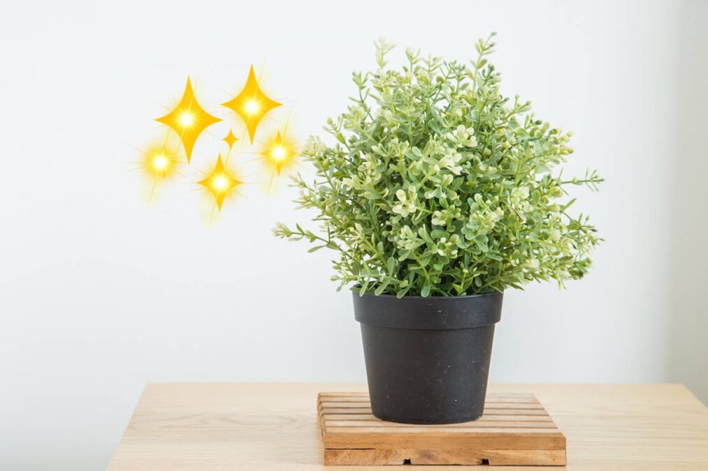 Nem louro nem alecrim A planta usada na cozinha que também atrai abundância e quase ninguém usa