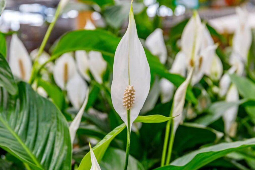 Nem pense em colocar essa planta em casa: ela é linda, mas suas folhas são tóxicas para crianças e animais