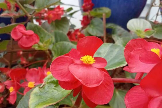 Begônias não devem ser colocadas dentro de casa