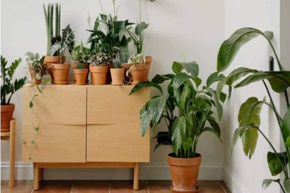 Plantas que não podem ser colocadas dentro de casa