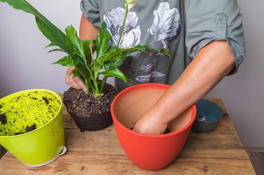 O ingrediente que pode turbinar o crescimento das suas plantas