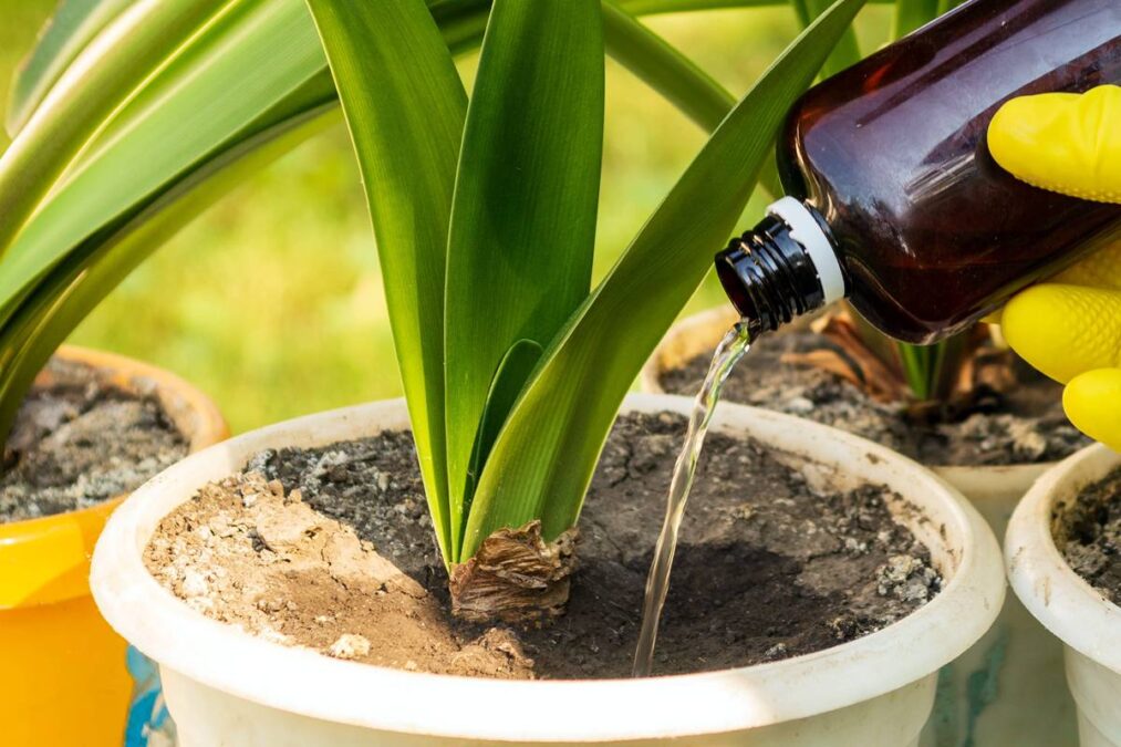 O líquido caseiro que pode ser colocado nas plantas para fazê-las crescer