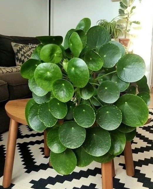 Pilea peperomioides