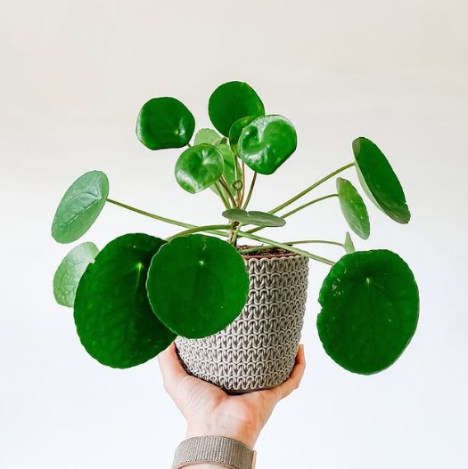 Pilea peperomioides (planta do dinheiro chinesa)