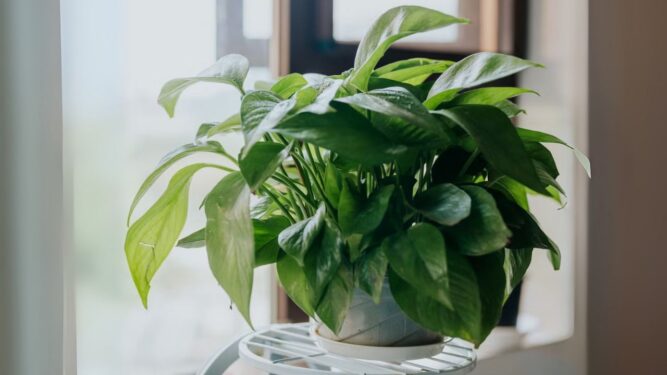 Planta Pothos da Nasa