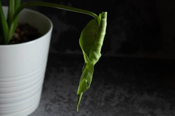 Fertilizantes caseiros para fortalecer suas plantas